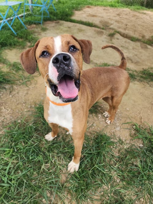 Photo of Buckeye, adoptable Boxer in Evansville, Indiana