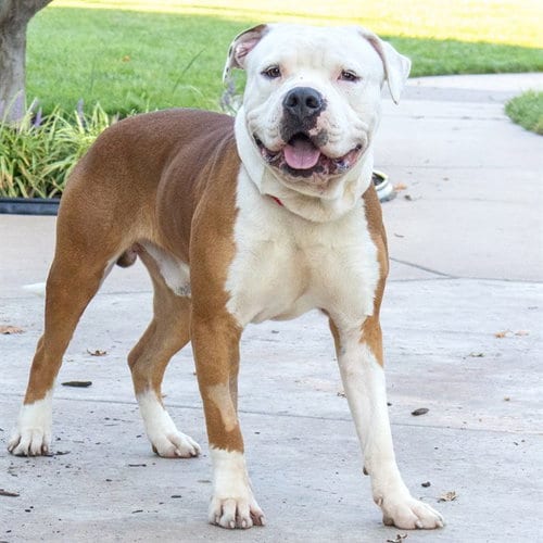 Photo of Hashbrown, adoptable Pit Bull Terrier in Maryland, Missouri