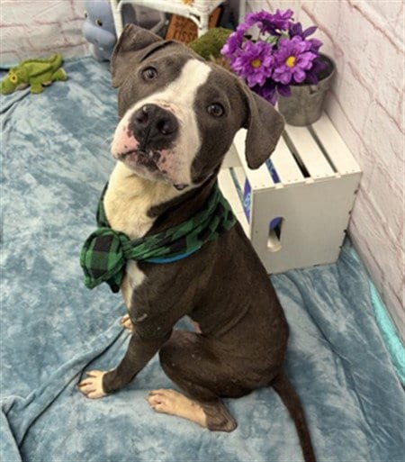 Photo of Krave, adoptable Pit Bull Terrier in Detroit, Michigan