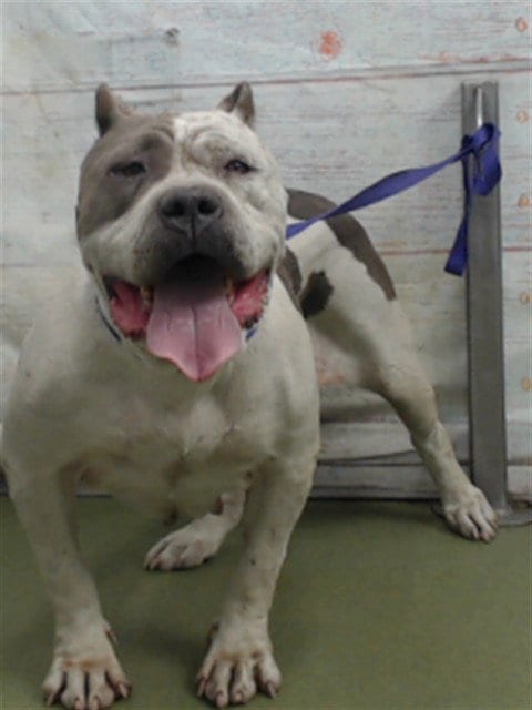 Photo of Dopey, adoptable Pit Bull Terrier in San Bernardino, California