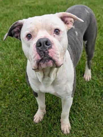 Photo of Cupcake, adoptable American Bulldog in Akron, Ohio