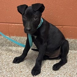 Photo of Ruger, adoptable American Pit Bull Terrier in Pueblo, Colorado