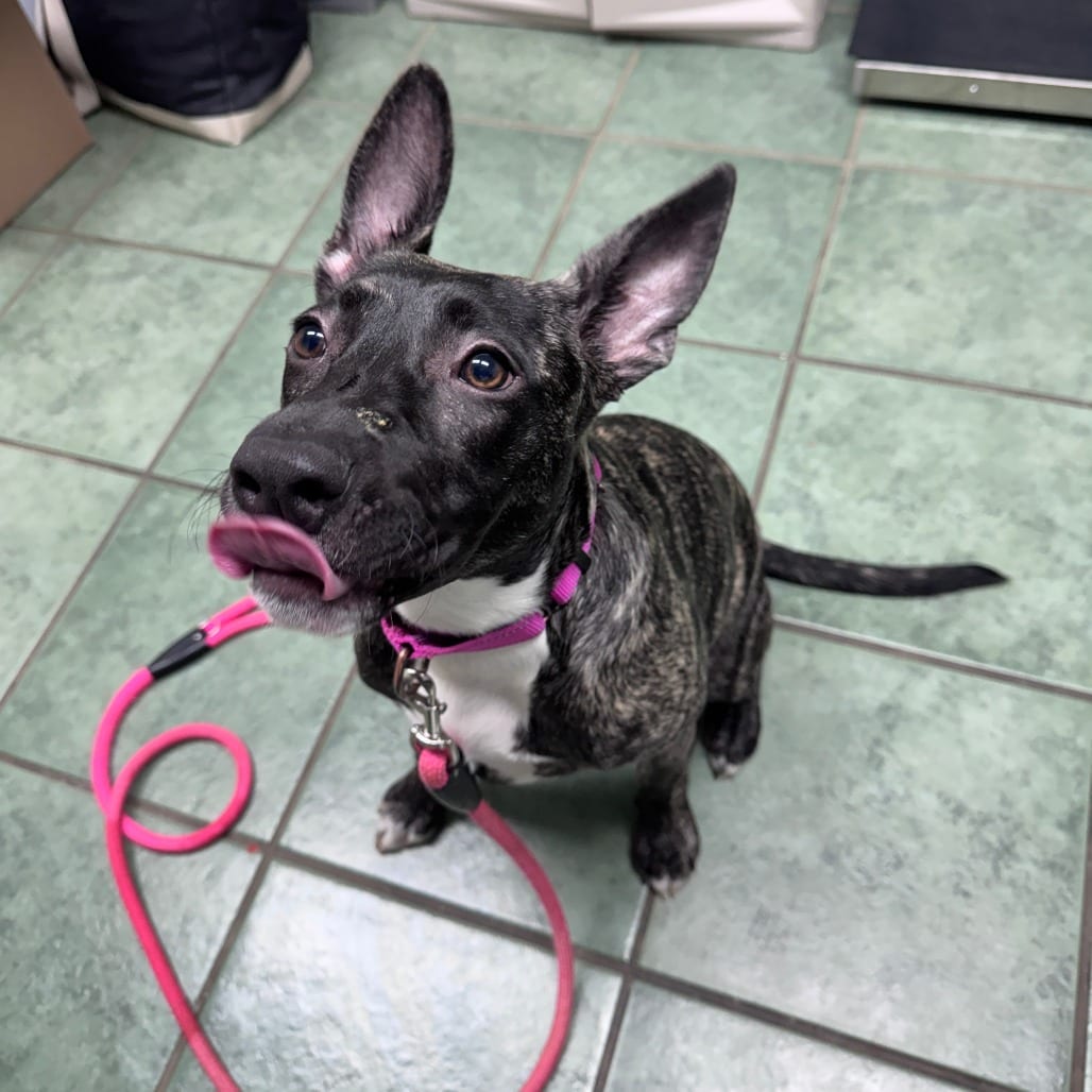 Photo of Rue, adoptable Terrier / Mixed Breed (Medium) in Staunton, Virginia