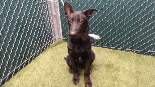Photo of Bruce, adoptable German Shepherd Dog in Downey, California