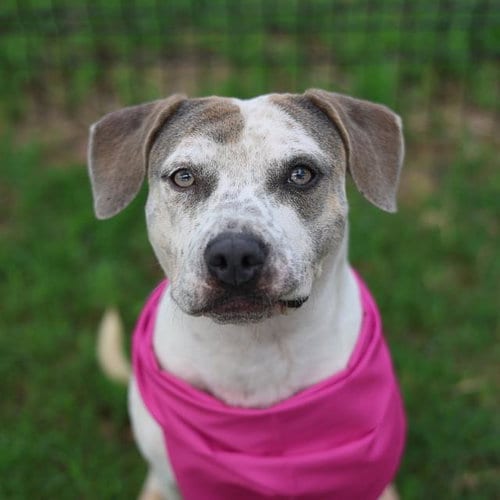 Photo of Rosita, adoptable Staffordshire Bull Terrier in San Antonio, Texas