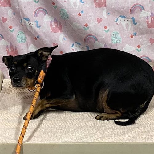 Photo of Precious, adoptable Chihuahua in Modesto, California