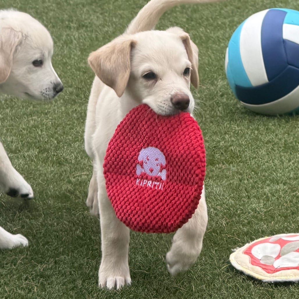 Photo of Kylie, adoptable Retriever, Yellow Labrador in Oceanside, California