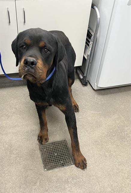 Photo of A128631, adoptable Rottweiler in HESPERIA, California