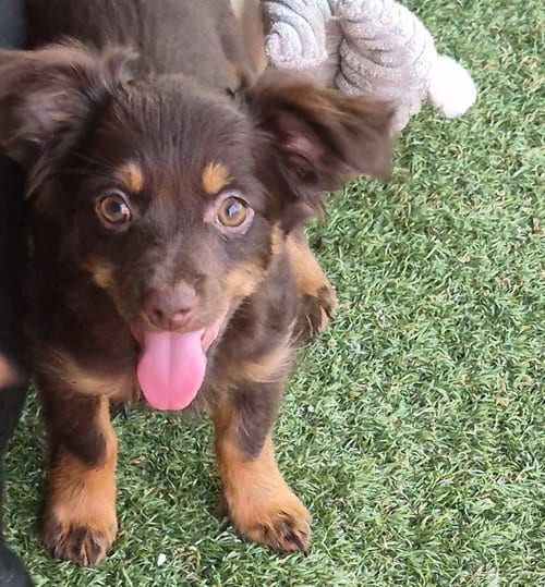 Photo of Valley, adoptable Dachshund in Carrollton, Texas