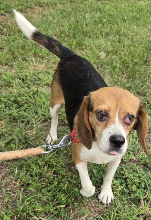 Photo of Squeak, adoptable Beagle in Rustburg, Virginia