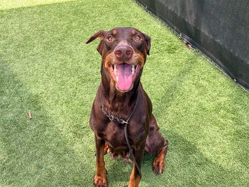 Photo of Penny, adoptable Doberman Pinscher in Orange, California