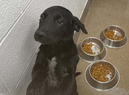 Photo of Rosey Petal, adoptable Australian Shepherd/Mix