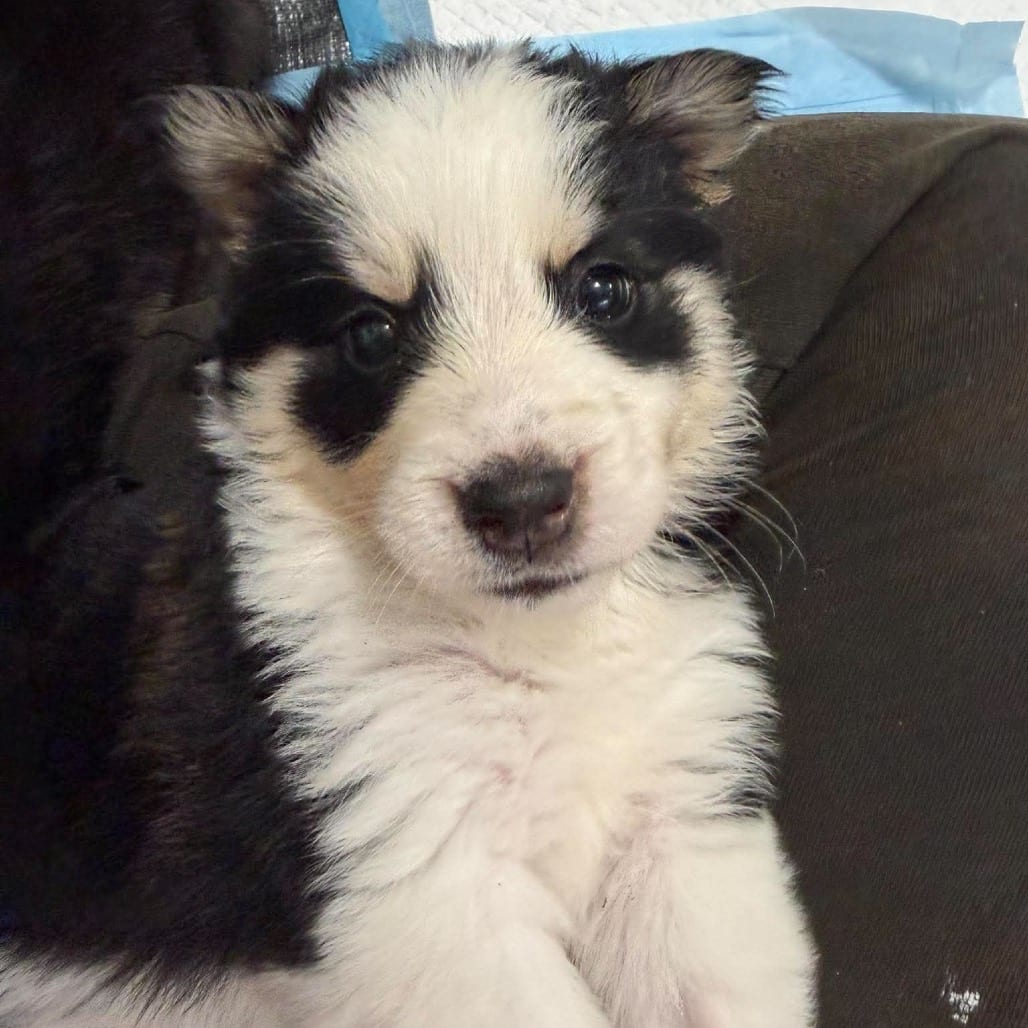 Photo of Stove, adoptable Mixed Breed (Medium) in Buffalo, Minnesota