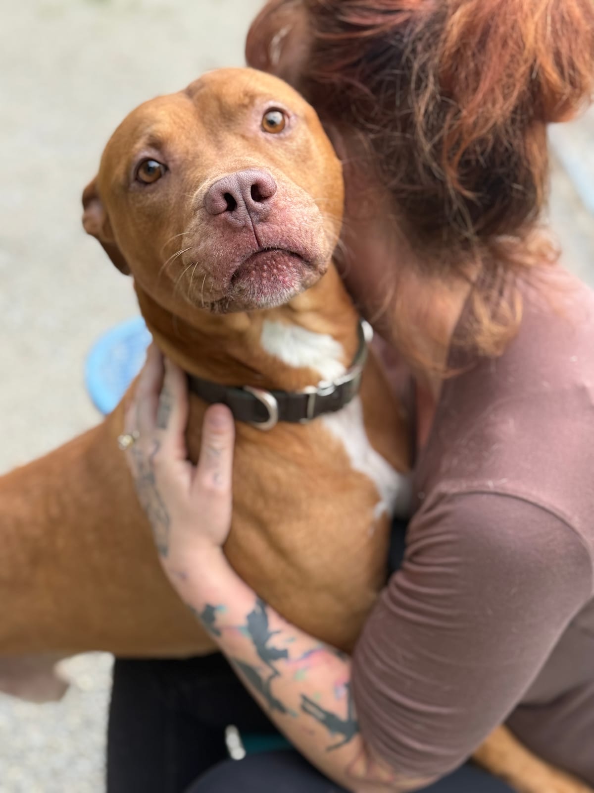 Photo of Dexter, adoptable American Pit Bull Terrier in Fayetteville, West Virginia