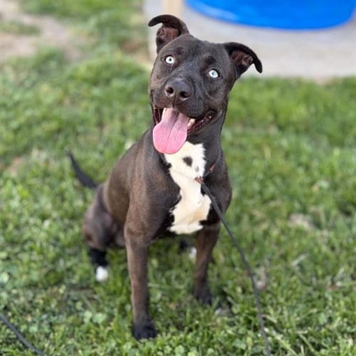 Photo of Linda, adoptable Pit Bull Terrier in Modesto, California