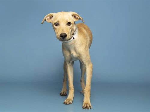 Photo of Sully, adoptable Chihuahua in Phoenix, Arizona