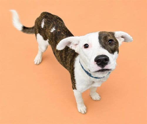 Photo of Nacho, adoptable Pit Bull Terrier in HESPERIA, California