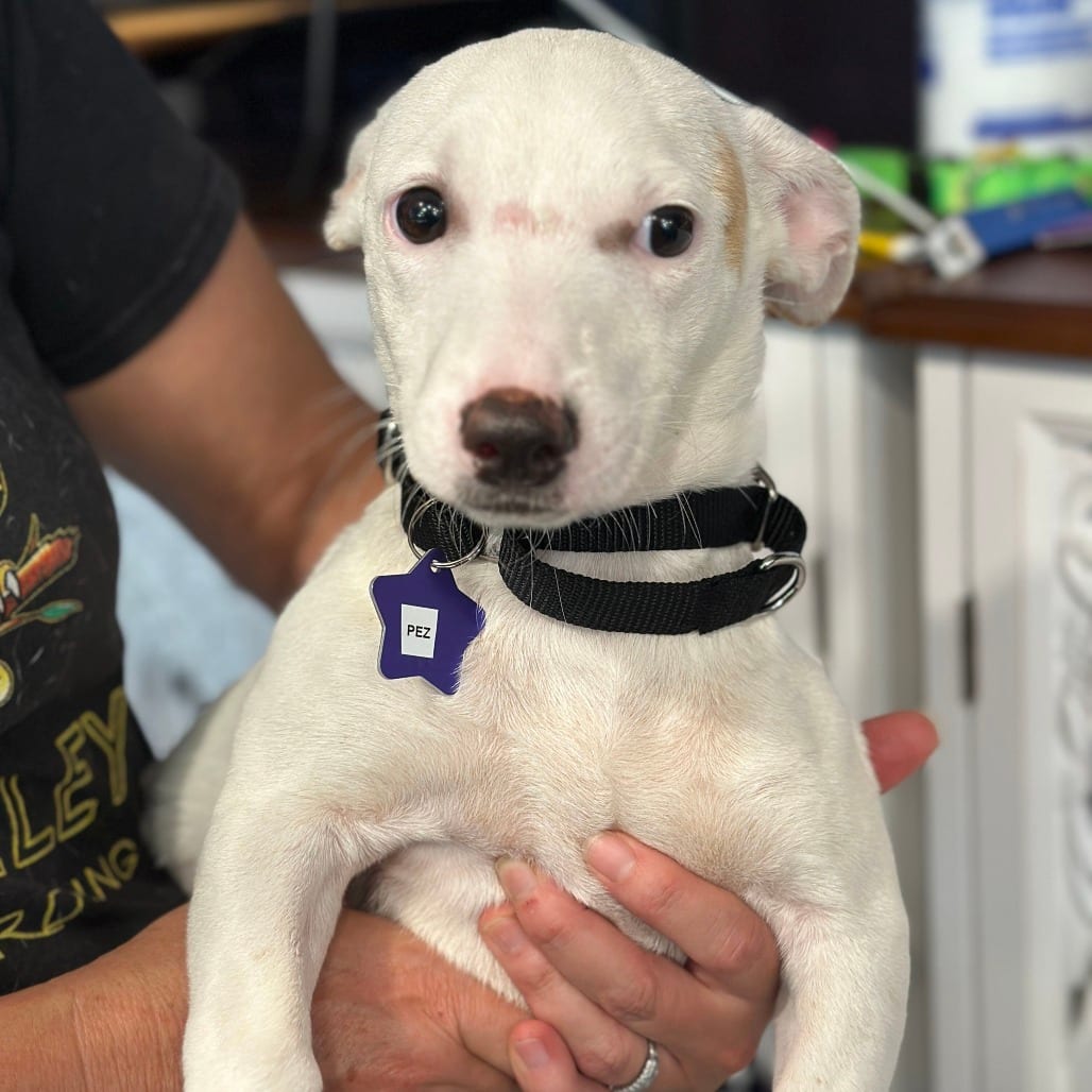 Photo of Pez, adoptable Mixed Breed (Medium) in San Francisco, California