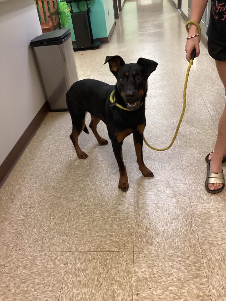 Photo of Lottie, adoptable Doberman Pinscher in Nacogdoches, Texas