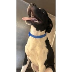 Photo of Spanky, adoptable Terrier (Unknown Type, Medium) in Jurupa Valley, California