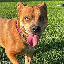 Photo of Keeva, adoptable Staffordshire Bull Terrier American Pit Bull Terrier in Richmond, Indiana