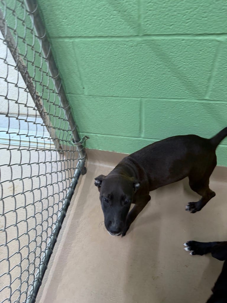 Photo of Squash, adoptable Labrador Retriever in Nacogdoches, Texas