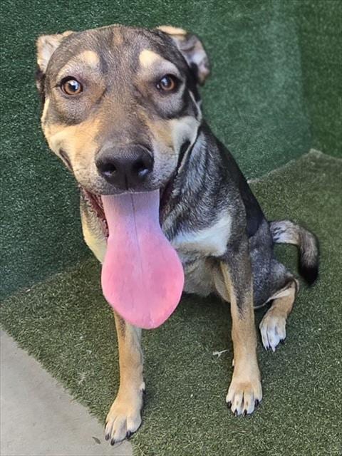 Photo of Mia, adoptable German Shepherd Dog in Lancaster, California