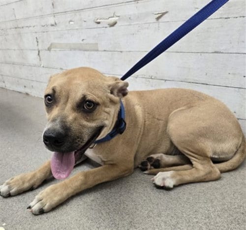 Photo of Jessie, adoptable Pit Bull Terrier in San Bernardino, California