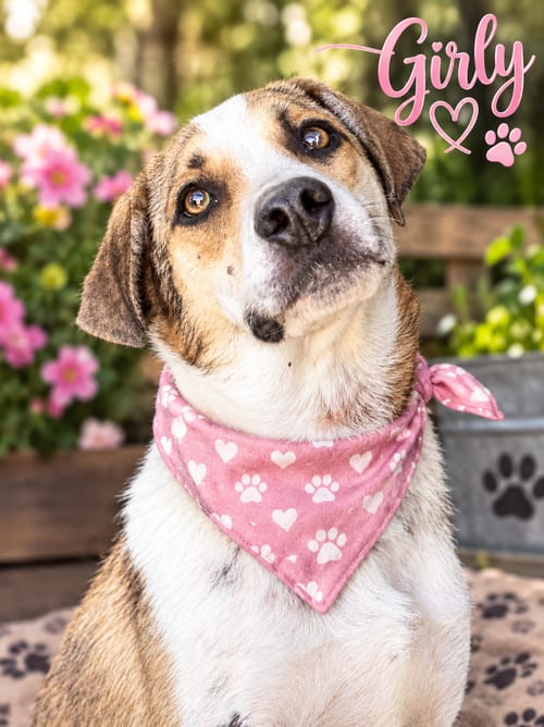 Photo of Girly, adoptable Beagle in Menifee, California