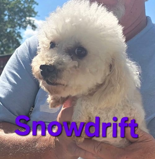 Photo of Snow Drift, adoptable Poodle (Miniature) in Seaford, Delaware
