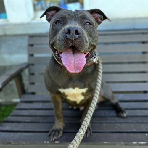 Photo of Macy, adoptable Staffordshire Bull Terrier in Long Beach, California