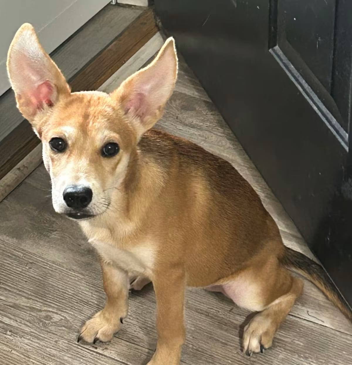 Photo of Mae Mae, adoptable Mutt in FUQUAY VARINA, North Carolina