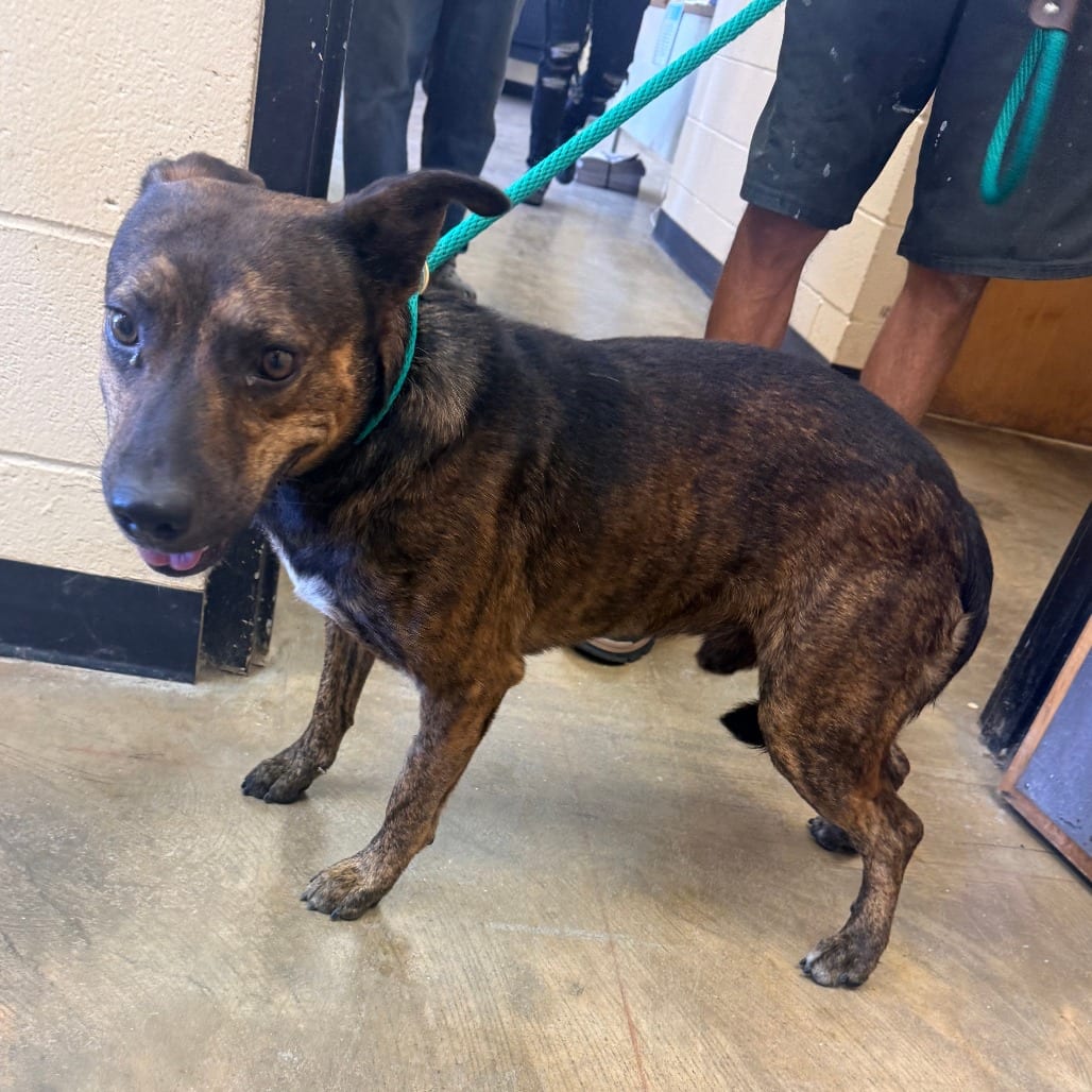 Photo of Tucker, adoptable Mixed Breed (Medium) in Corinth, Mississippi