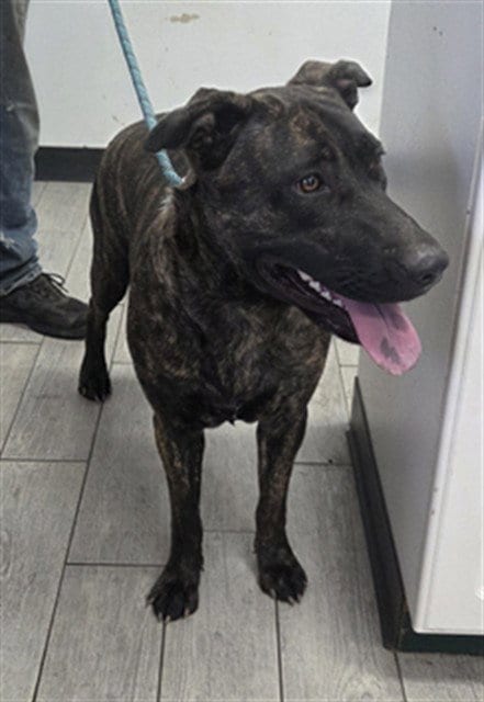 Photo of Austina, adoptable Plott Hound in Lake Isabella, California