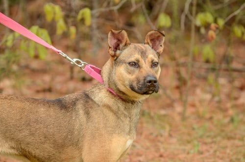 Photo of Adele, adoptable Shepherd in Brick, New Jersey