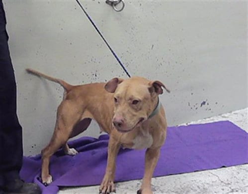 Photo of A2096182, adoptable Staffordshire Bull Terrier in Houston, Texas