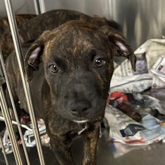 Photo of Ghoulia, adoptable Mixed Breed (Medium)