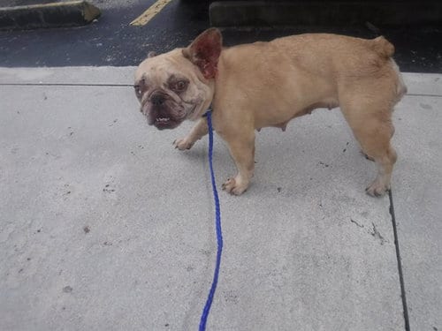 Photo of Ginna, adoptable French Bulldog in Miami, Florida