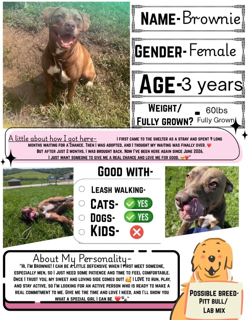 Photo of Brownie, adoptable Terrier in New Cumberland, West Virginia