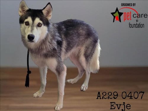 Photo of Evie, adoptable Siberian Husky in Los Angeles, California