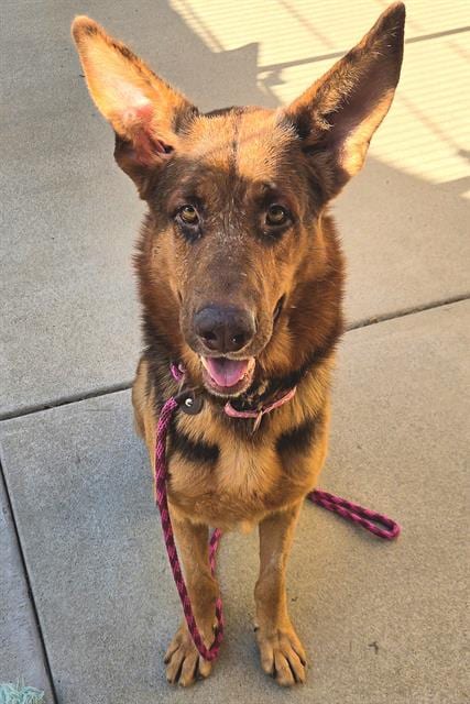 Photo of Bastian, adoptable German Shepherd Dog in Sacramento, California