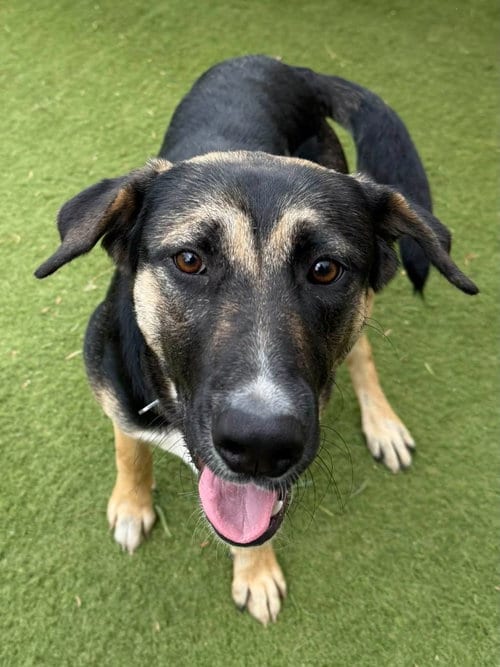 Photo of Gemma, adoptable Labrador Retriever in San Diego, California