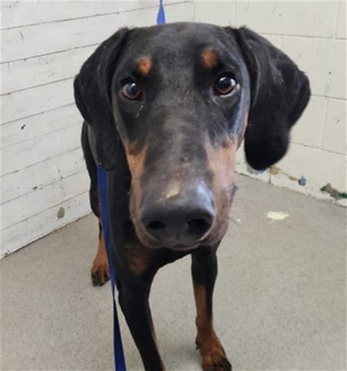 Photo of Jack, adoptable Doberman Pinscher in San Bernardino, California