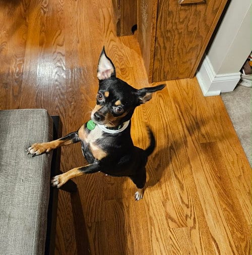 Photo of Firefly, adoptable Chihuahua in Shermans Dale, Pennsylvania