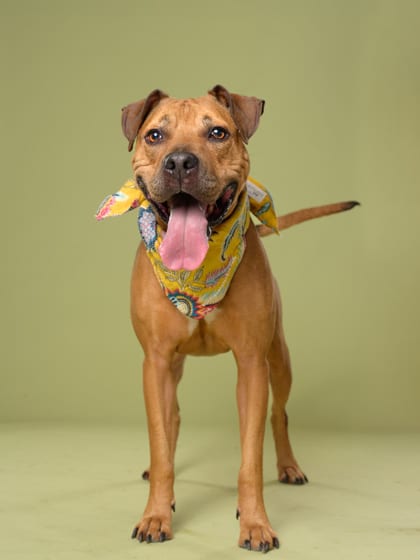 Photo of Bet, adoptable dog in Atlanta, Georgia