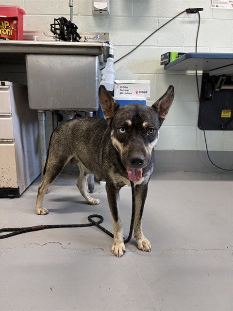 Photo of Carolina, adoptable German Shepherd Dog in Corpus Christi, Texas
