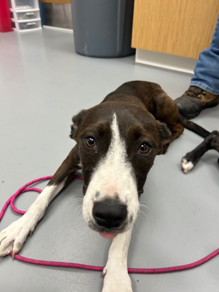 Photo of Inkay (Pokémon x3), adoptable Mountain Cur in Hartsville, South Carolina