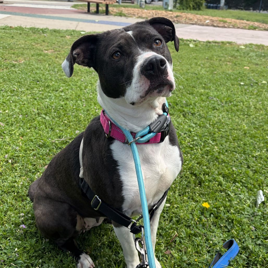 Photo of Asali, adoptable Mixed Breed (Medium) in San Francisco, California