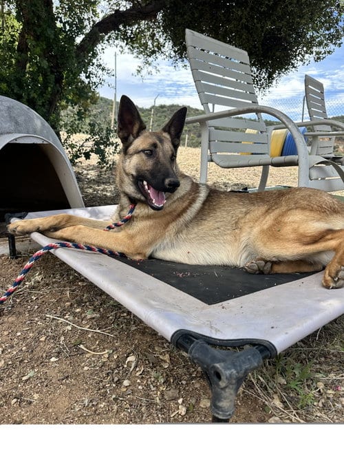 Photo of Azure, adoptable Belgian Shepherd Malinois in ROSEVILLE, California