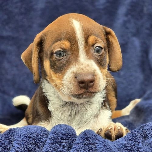 Photo of Phoenix Pup - Maricopa, adoptable Chihuahua in San Diego, California